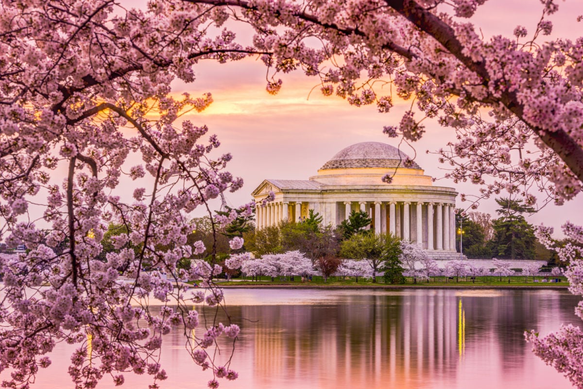 Cherry Blossoms in DC